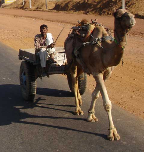 Camel pulling cart.