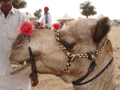 My camel's face close up.