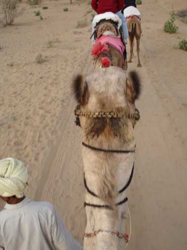 Back of my camel's head look down from top.