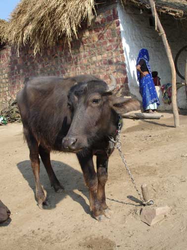 Water buffalo.