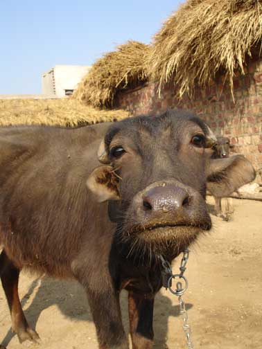 Water buffalo close up.