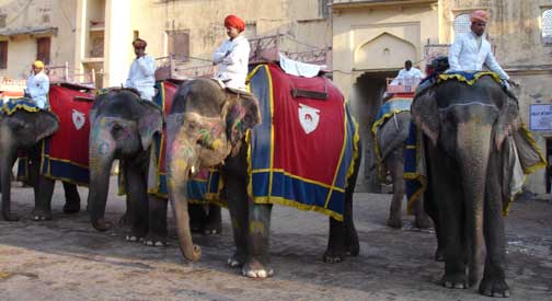 Line of elephants waiting to take riders up to Amber Fort.