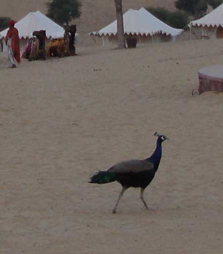 Peacock walks across Manwar Camp.