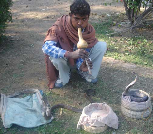 Snake charmer plays flute and snakes rise out of baskets.