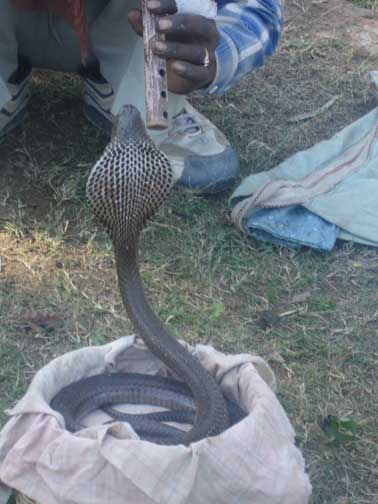 Close up of the back of python snake rising up from basket.