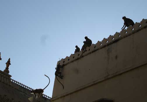 Monkeys at City Palace in Udaipur.