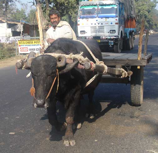 Water buffalo pulling cart.