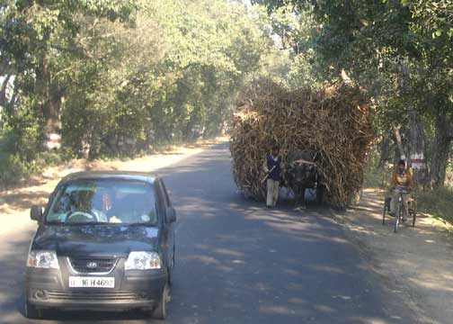 Water buffalo pulling cart overloaded with sugarcane.